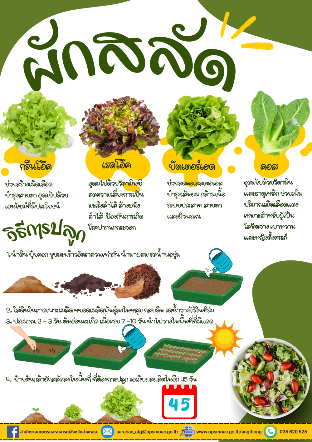 การเพาะผักสลัด