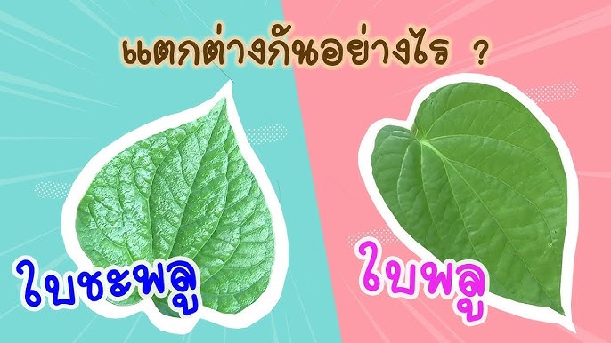 ชะพลูกับพลูต่างกันอย่างไรใช้ประโยชน์แบบไหนได้บ้าง