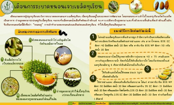 เตือนการระบาดหนอนเจาะเมล็ดทุเรียน