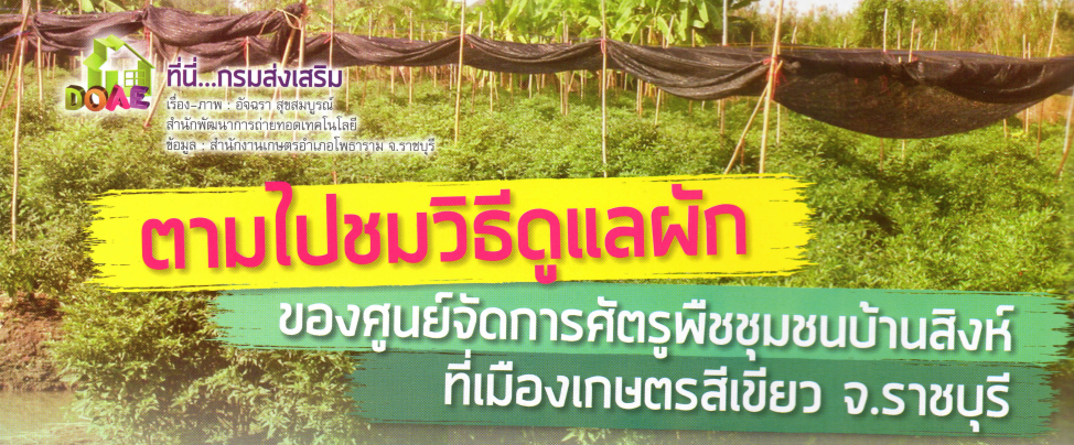 ตามไปชม การดูแลผัก