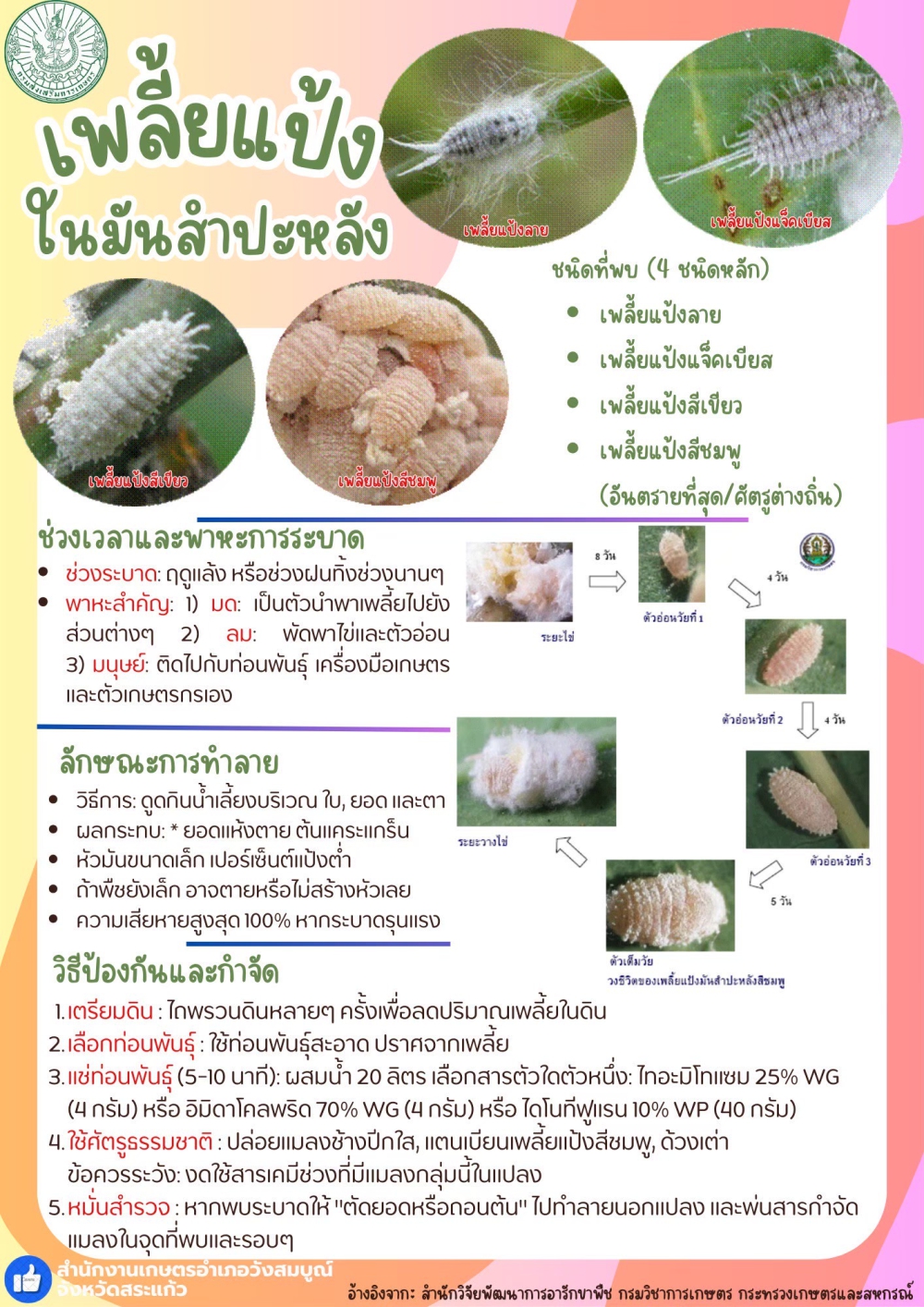 เพลี้ยแป้งในมันสำปะหลัง