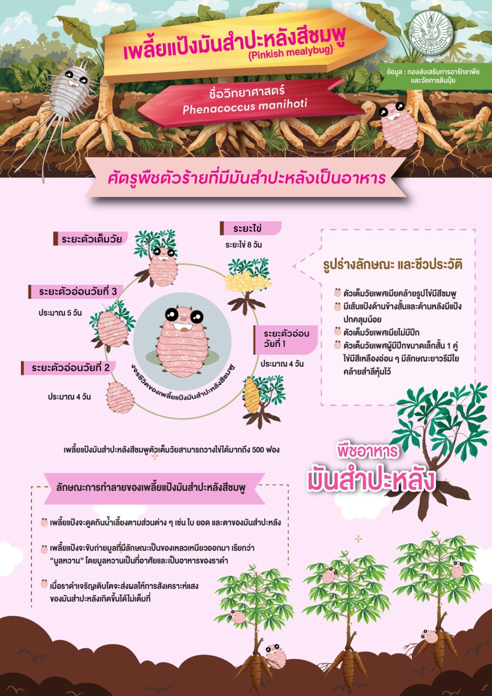 รู้จักเพลี้ยแป้ง ในมันสำปะหลัง