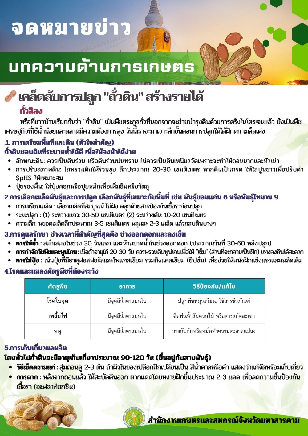เคล็ดลับการปลูก ถั่วดิน สร้างรายได้