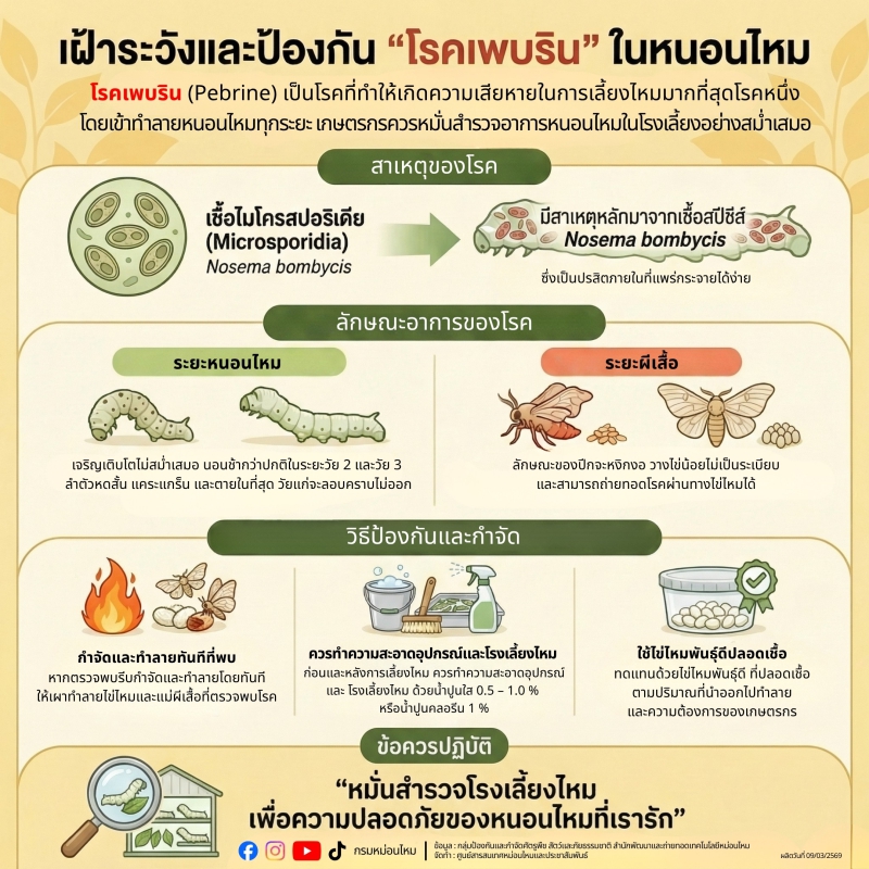 เตือนภัยเกษตรกรผู้เลี้ยงไหมทั่วประเทศ