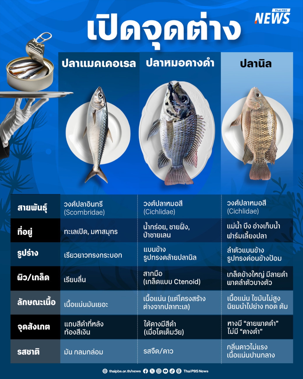เทียบจุดต่าง ปลาแมคเคอเรล กับ ปลาหมอคางดำ