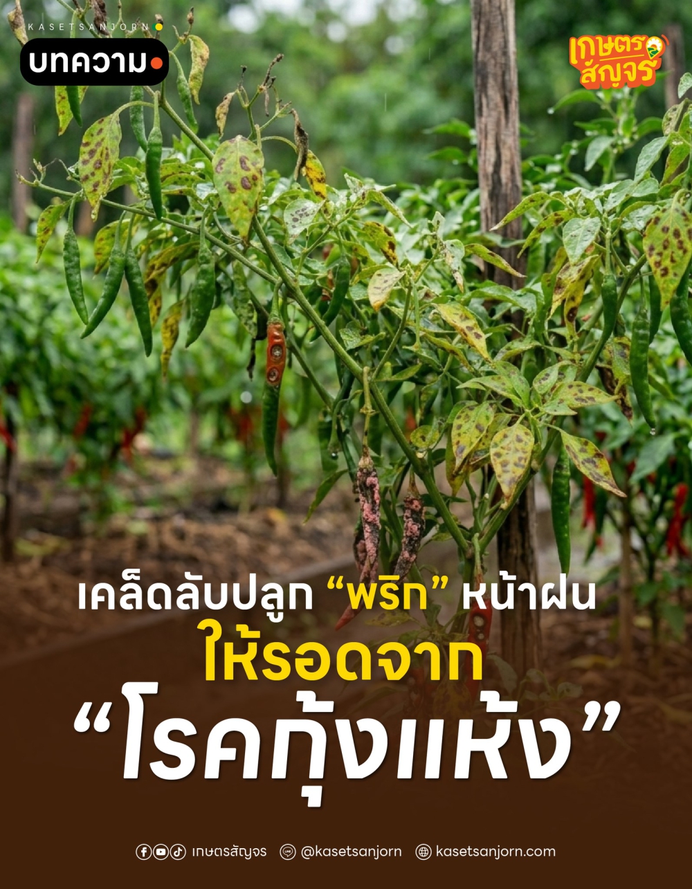 เคล็ดลับปลูก พริก หน้าฝน ให้รอดจาก โรคกุ้งแห้ง