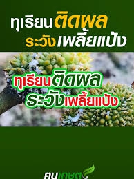ทุเรียนตกไซส์ผิวดำราขึ้นจัดการเพลี้ยแป้ง