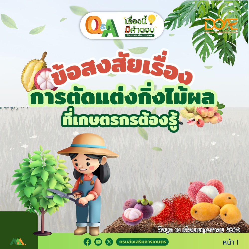 Q&Aเรื่องนี้มีคำตอบ:ข้อสงสัยเรื่องการตัดแต่งกิ่งไม้ผลที่เกษตรกรต้องรู้