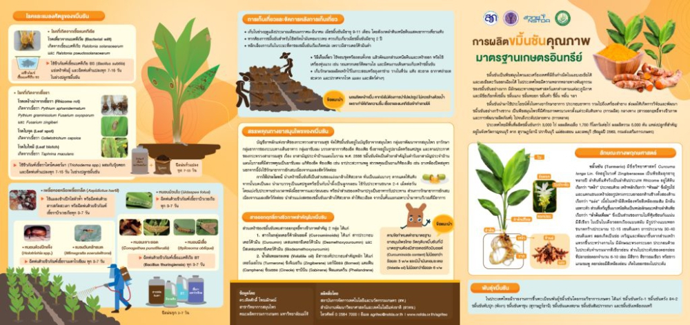 การผลิตขมิ้นชันคุณภาพมาตรฐานเกษตรอินทรีย์
