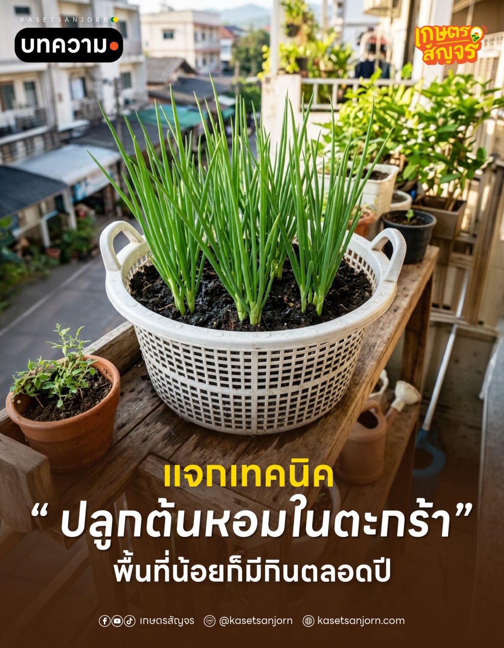 เทคนิค ปลูก ต้นหอม ในตะกร้า พื้นที่น้อยก็มีกินตลอดปี