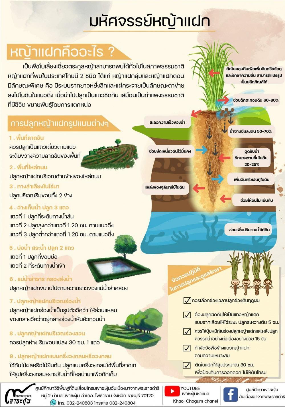 มหัศจรรย์หญ้าแฝก