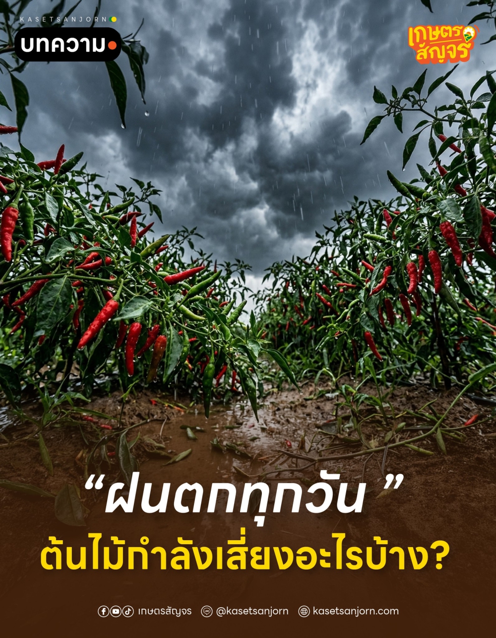 ฝนตกทุกวัน ต้นไม้กำลังเสี่ยงอะไรบ้าง