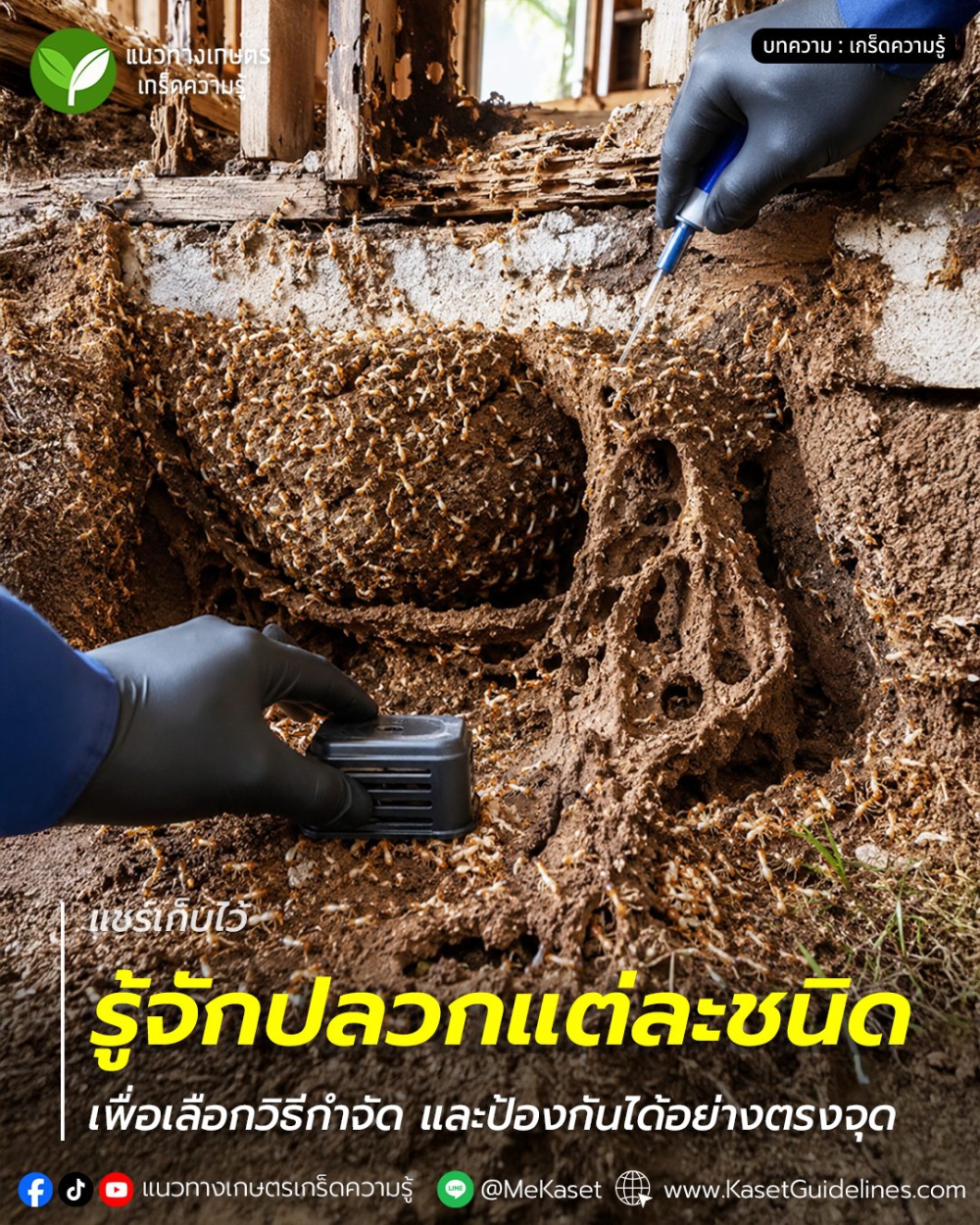 รู้จักปลวกแต่ละชนิด