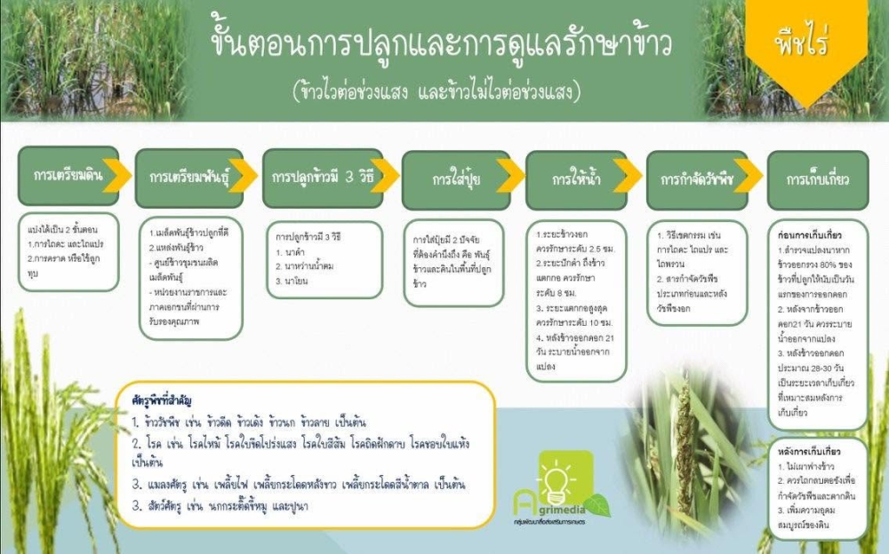 การปลูกและดูแลรักษาข้าว