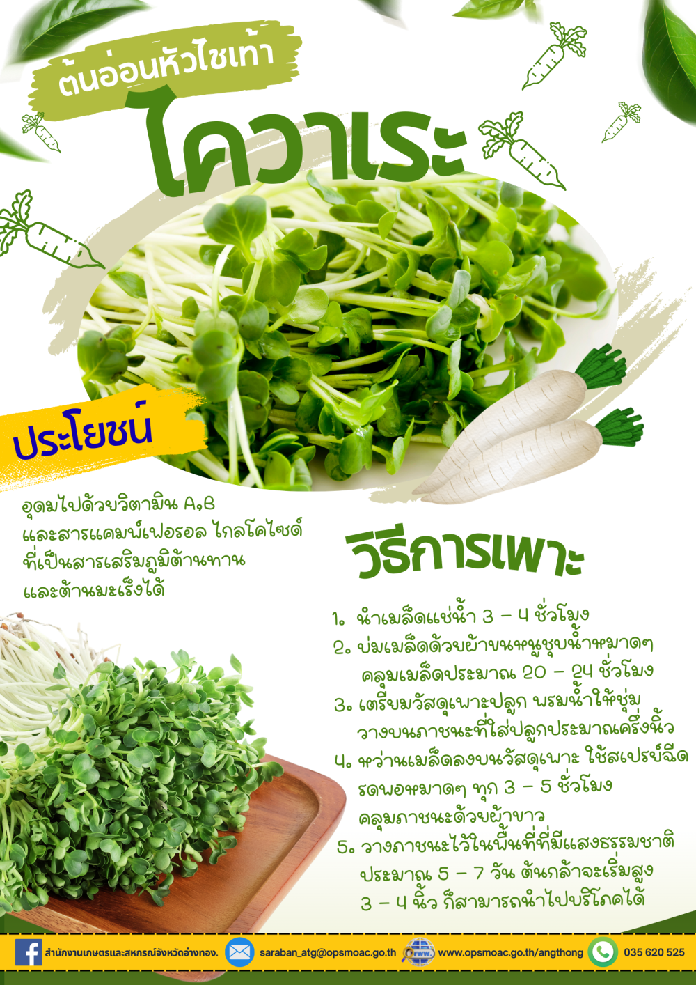 การเพาะต้นอ่อน หัวไชเท้า ไควาเระ