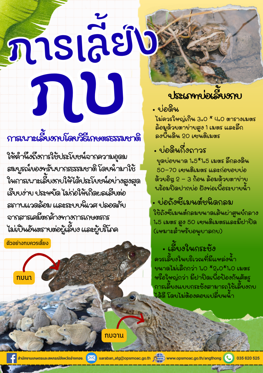 การเลี้ยงกบ