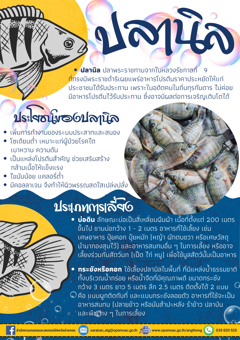 การเพาะเลี้ยงปลานิล