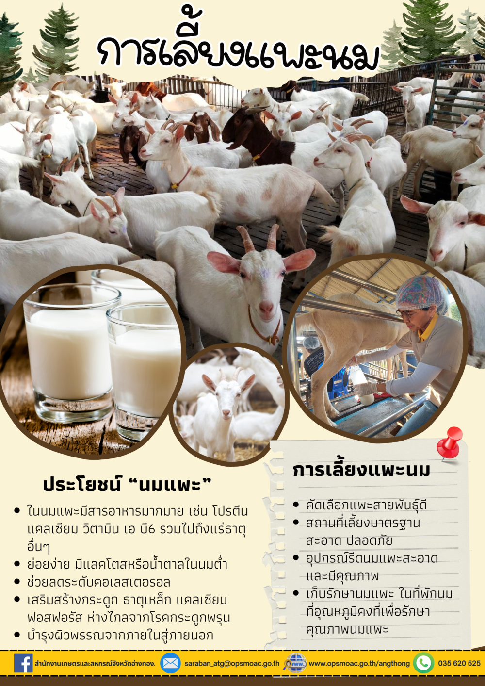 การเลี้ยงแพะ