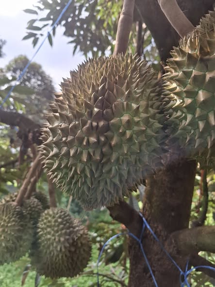 ทุเรียนปราจีนGIถอดรหัสสวนน้ำเงิน