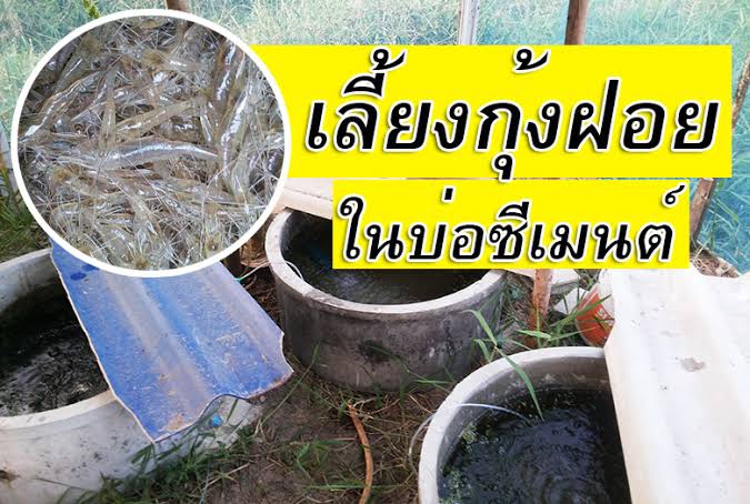การเลี้ยงกุ้งฝอยในบ่อปูนซีเมนต์