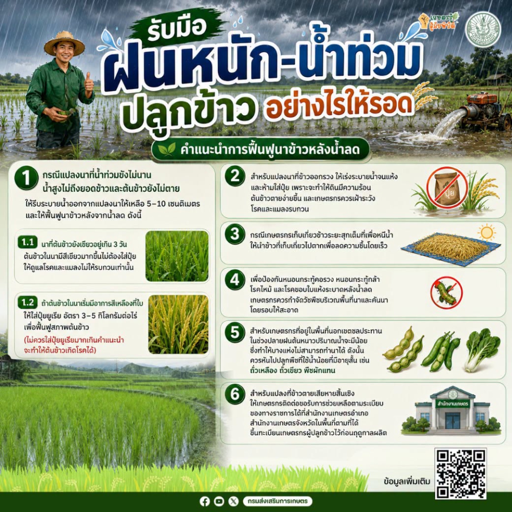 รับมือฝนหนัก–น้ำท่วม ปลูกข้าวอย่างไรให้รอด