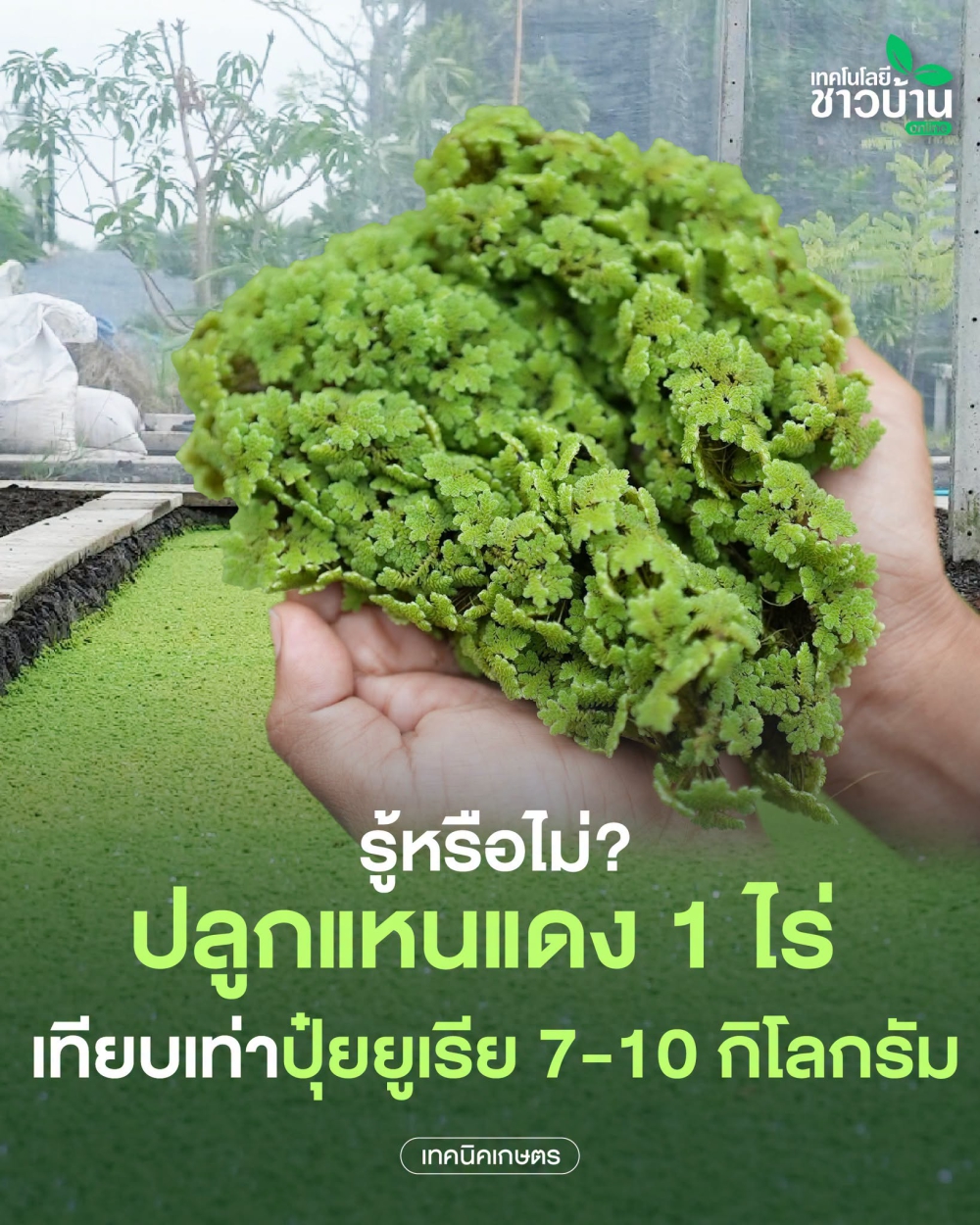 รู้หรือไม่?ปลูกแหนแดง1ไร่เทียบเท่าปุ๋ยยูเรีย