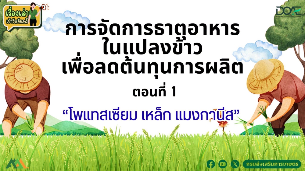 การจัดการธาตุอาหารในแปลงข้าว