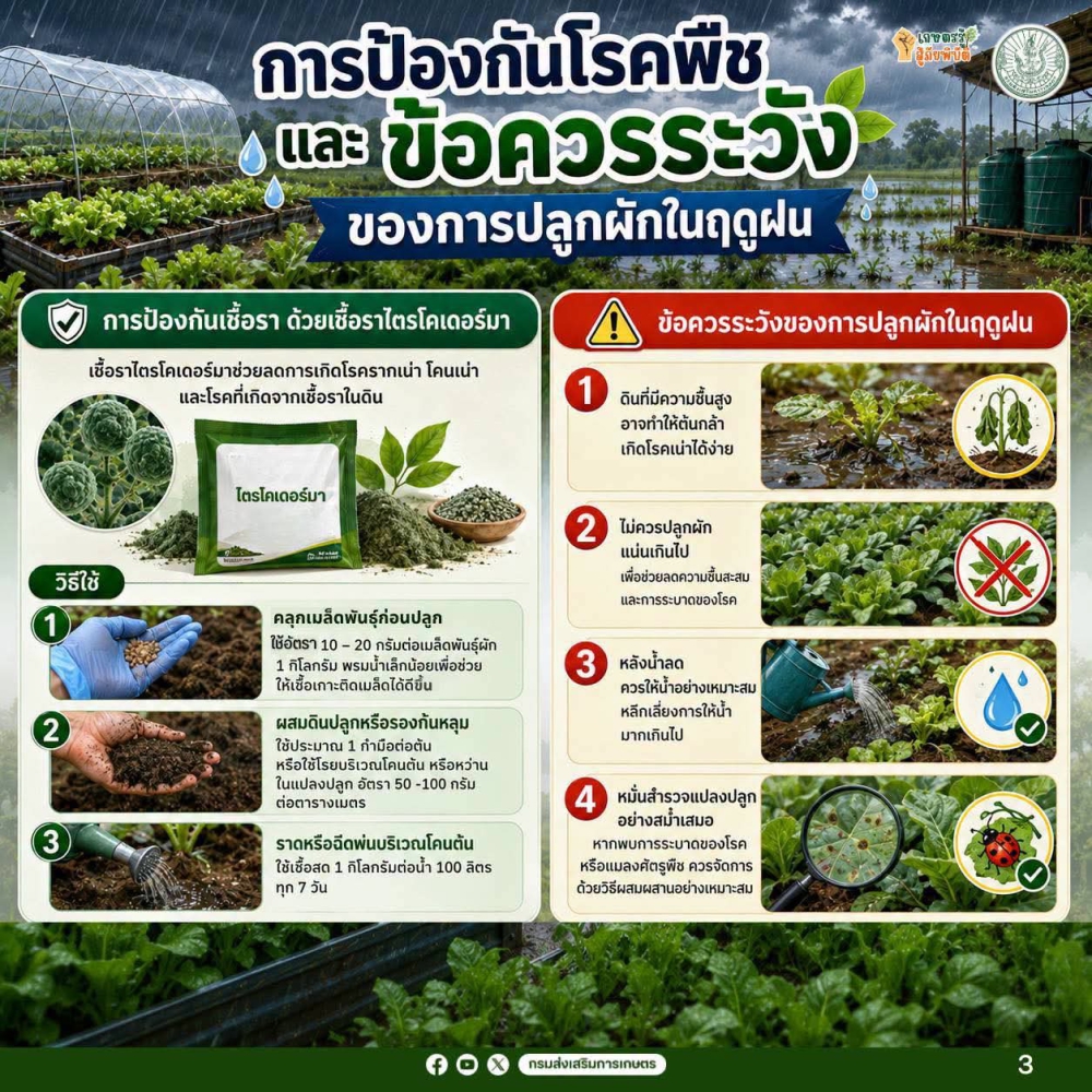 การป้องกันโรคพืชและข้อควรระวังของการปลูกผักในฤดูฝน