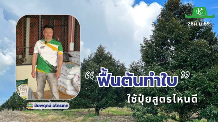 ทุเรียน..ฟื้นต้นทำใบ ใช้ปุ๋ยสูตรไหนดี