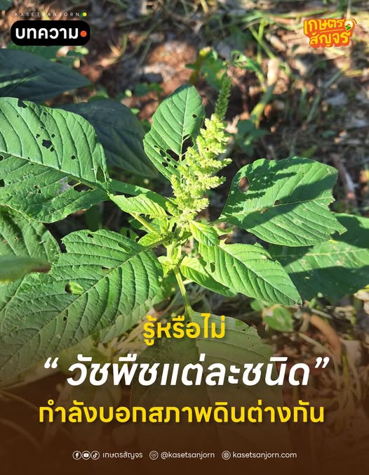 รู้หรือไม่วัชพืชแต่ละชนิด กำลังบอกสภาพดินต่างกัน