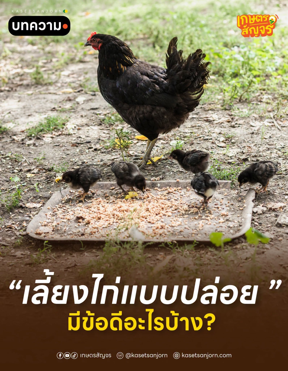 เลี้ยงไก่แบบปล่อย มีข้อดีอะไรบ้าง