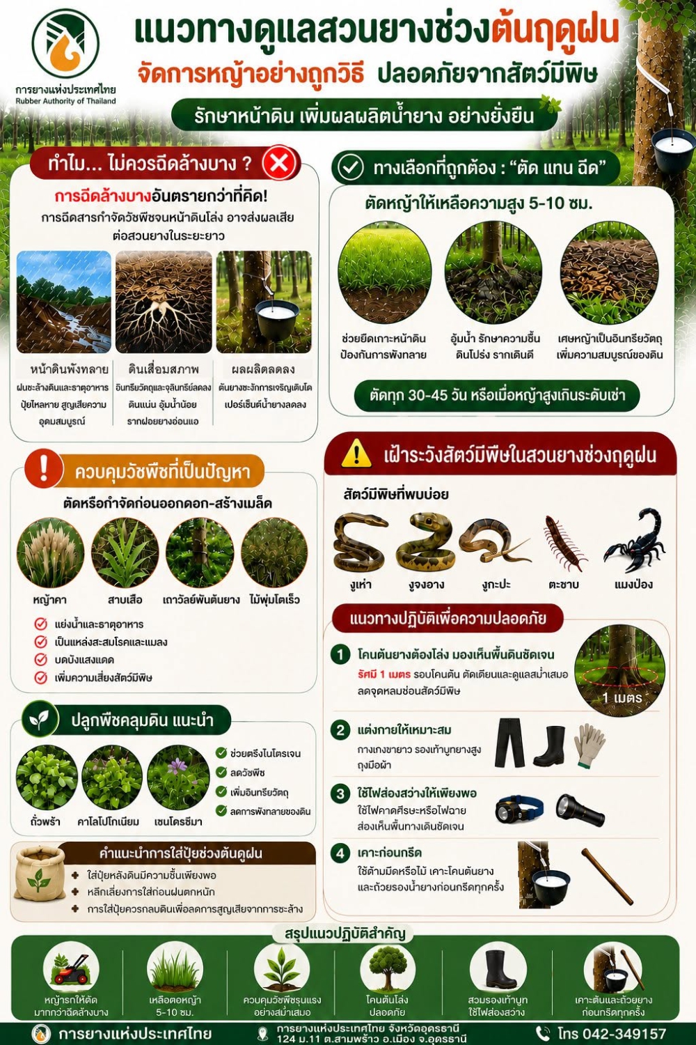 แนวทางดูแลสวนยางช่วงต้นฤดูฝน