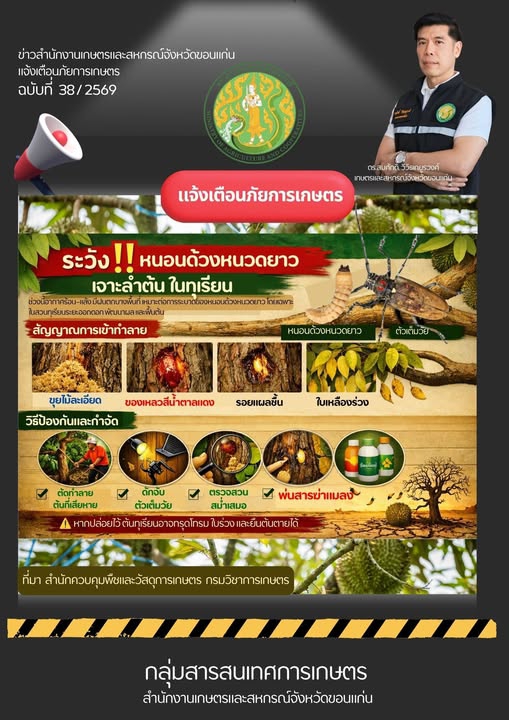 เตืนเกษตรกรระวังหนอนด้วงหนวดยาว