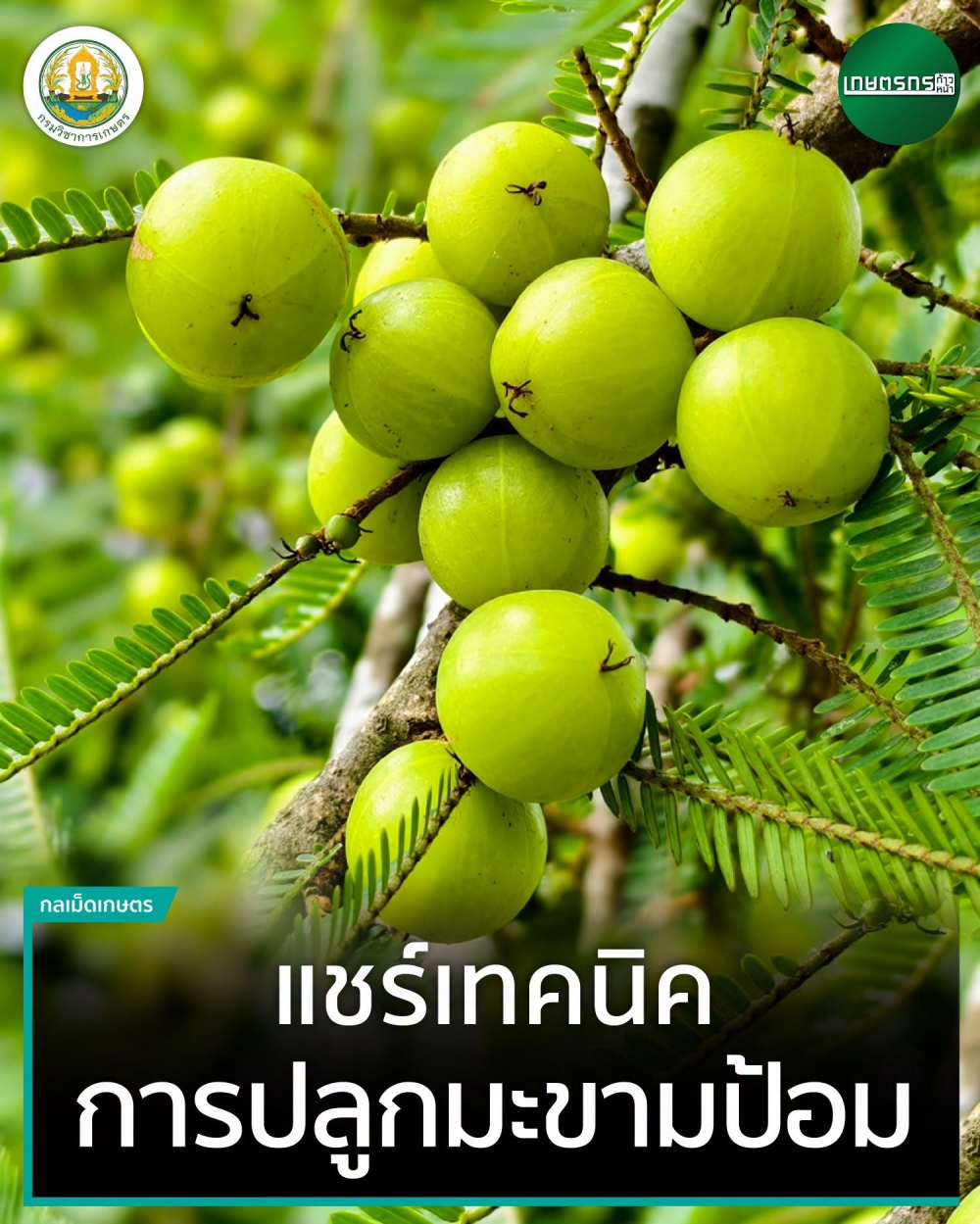 แชร์เทคนิคการปลูกมะขามป้อม