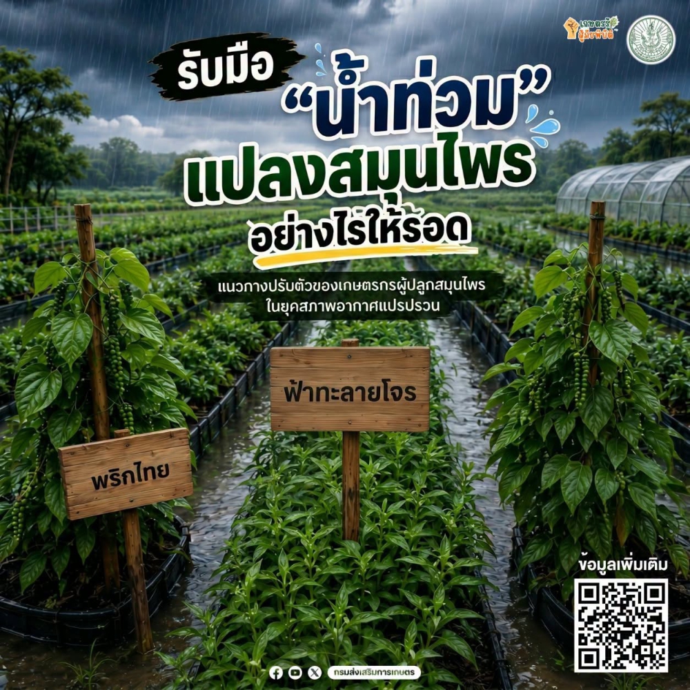 รับมือ น้ำท่วม แปลงสมุนไพรอย่างไรให้รอด