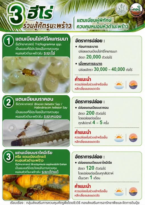 “แตนเบียน”ผู้ช่วยตัวจิ๋วแต่พลังจัดการศัตรูพืชระดับโปร