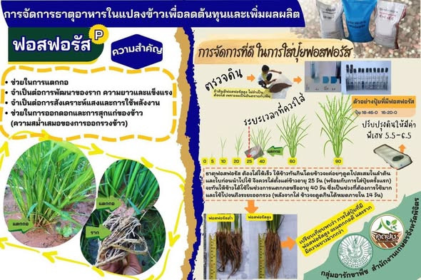 การจัดการธาตุอาหารในแปลงข้าวเพื่อลดต้นทุนและเพิ่มผลผลิต
