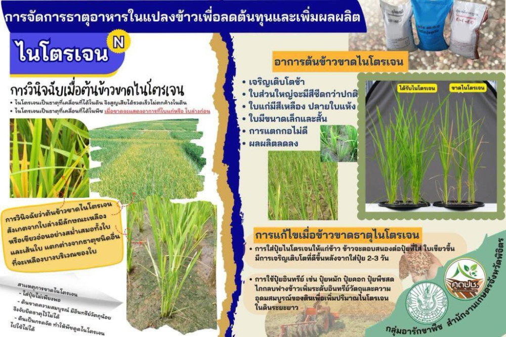 การจัดการธาตุอาหารในแปลงข้าวเพื่อลดต้นทุนและเพิ่มผลผลิต
