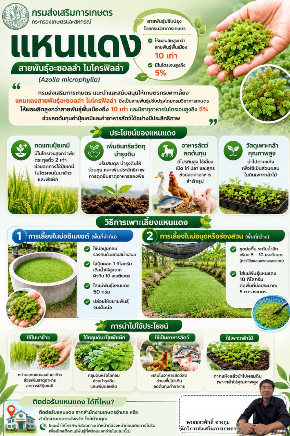 แหนแดง สายพันธุ์อะซอลล่า ไมโครฟิลล่า (Azolla microphylla)