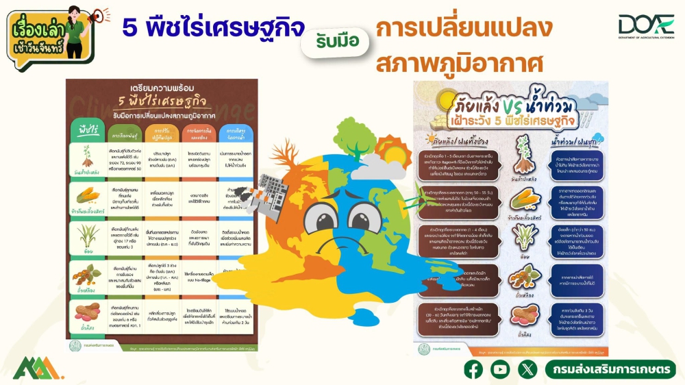 5 พืชไร่เศรษฐกิจ รับมือการเปลี่ยนแปลงสภาพภูมิอากาศ