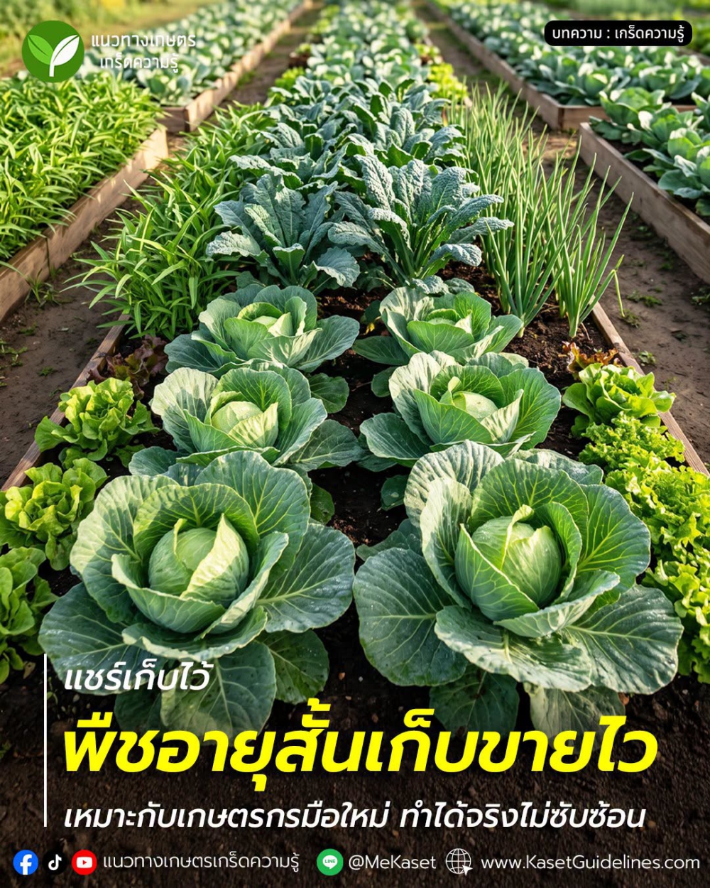 พืชอายุสั้นเก็บขายไว