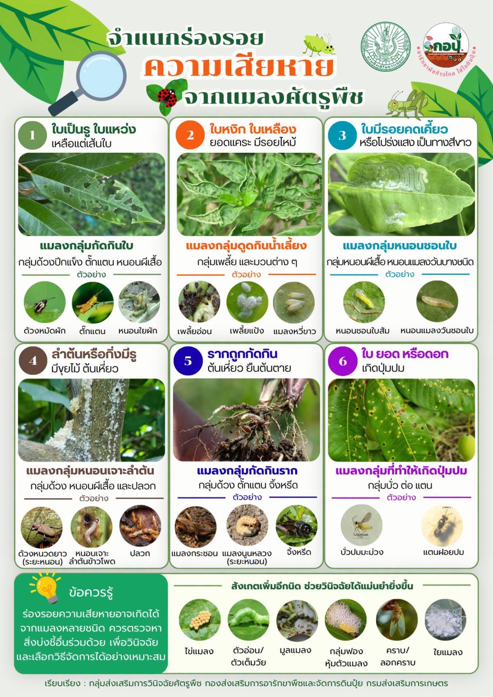 จำแนกร่องรอยความเสียหายจากแมลงศัตรูพืช