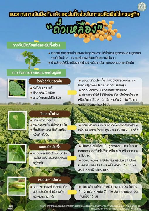 แนวทางการรับมือภัยแล้งและฝนทิ้งช่วงในการผลิตพืชไร่เศรษฐกิจ