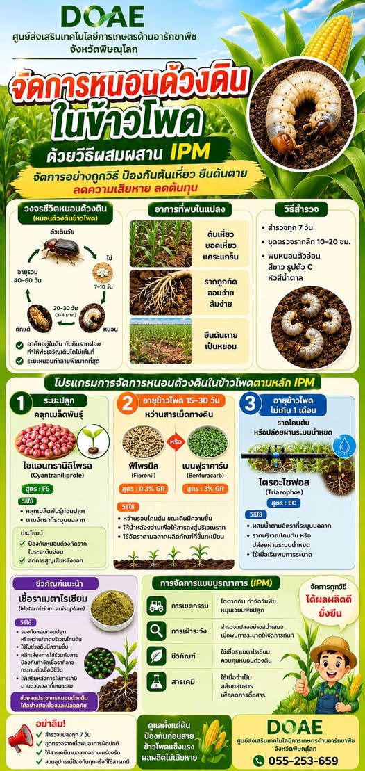 จัดการหนอนด้วงดินในข้าวโพด ด้วยวิธีผสมผสาน IPM