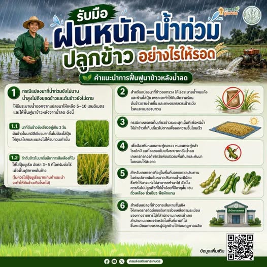 รับมือ ฝนหนัก-น้ำท่วม ปลูกข้าวอย่างไรให้รอด