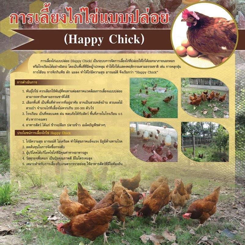 การเลี้ยงไก่ไข่แบบปล่อย