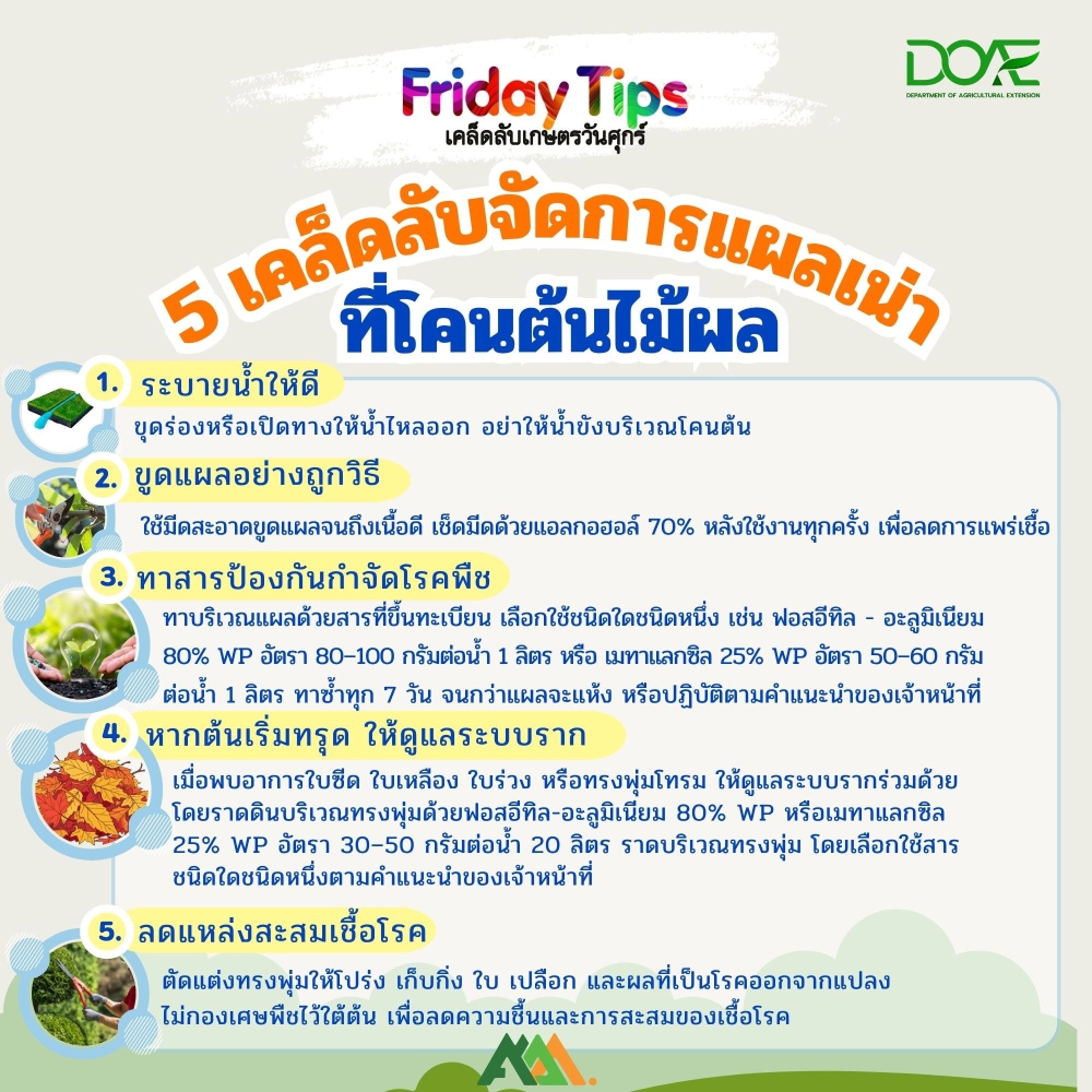 Friday Tips: 5 เคล็ดลับจัดการแผลเน่าที่โคนต้นไม้ผล