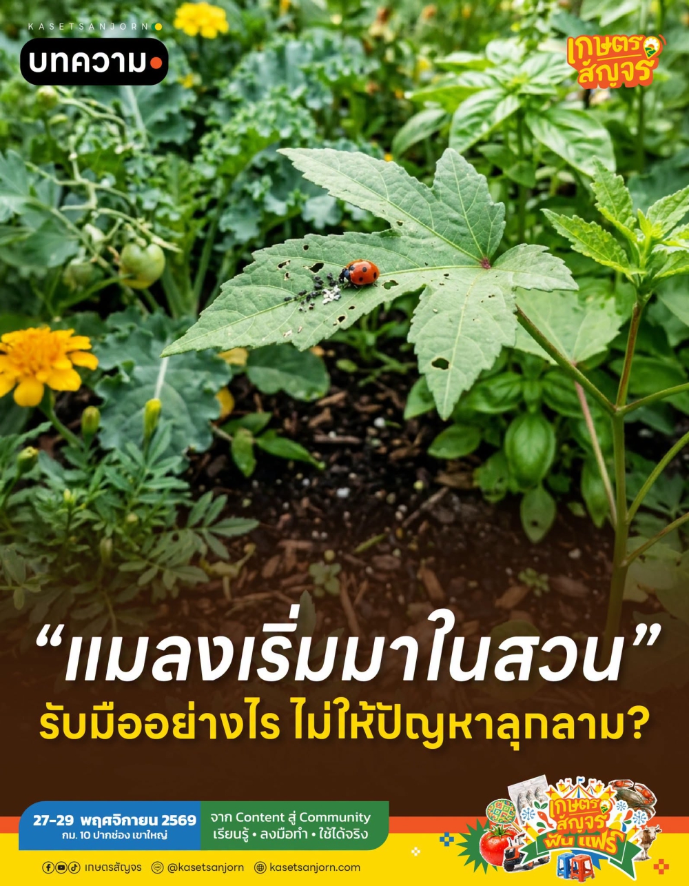 แมลงเริ่มมาในสวน รับมืออย่างไรไม่ให้ปัญหาลุกลาม?