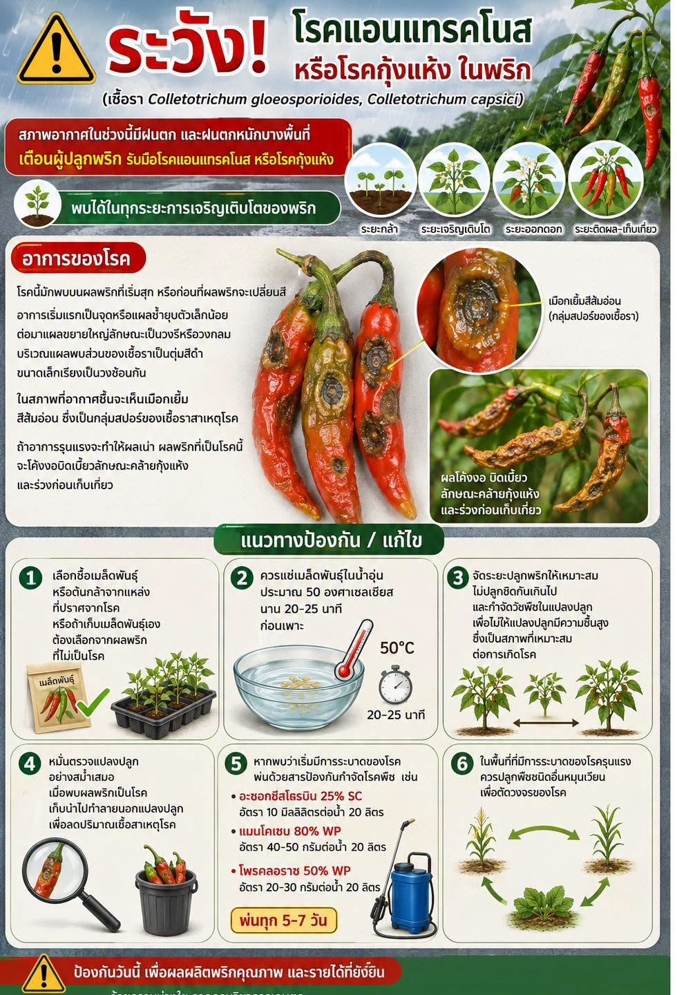 ระวังโรคแอนแทรคโนสหรือโรคกุ้งแห้ง ในพริก