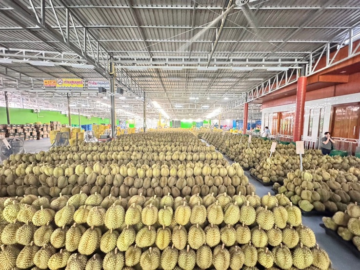 เร่งวิจัยทุเรียนไทย